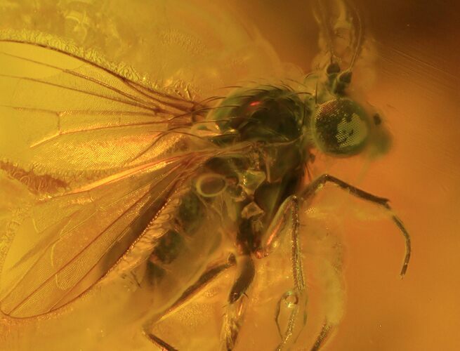Detailed Fossil Fly (Diptera) In Baltic Amber #58088